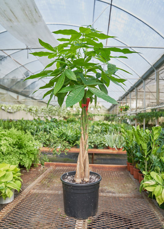 Braided Money Tree in a 10 inches grow pot