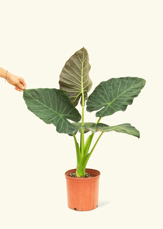 Alocasia Regal Shields in a 10 inches grow pot