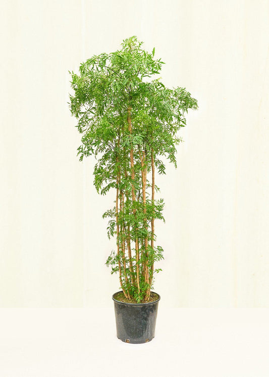 Ming Aralia in a 10 inches grow pot