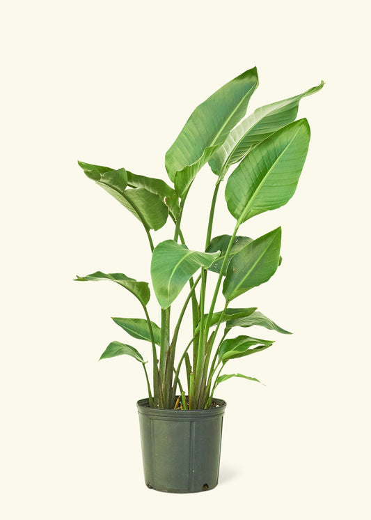 White Bird of Paradise in a 10 inches grow pot