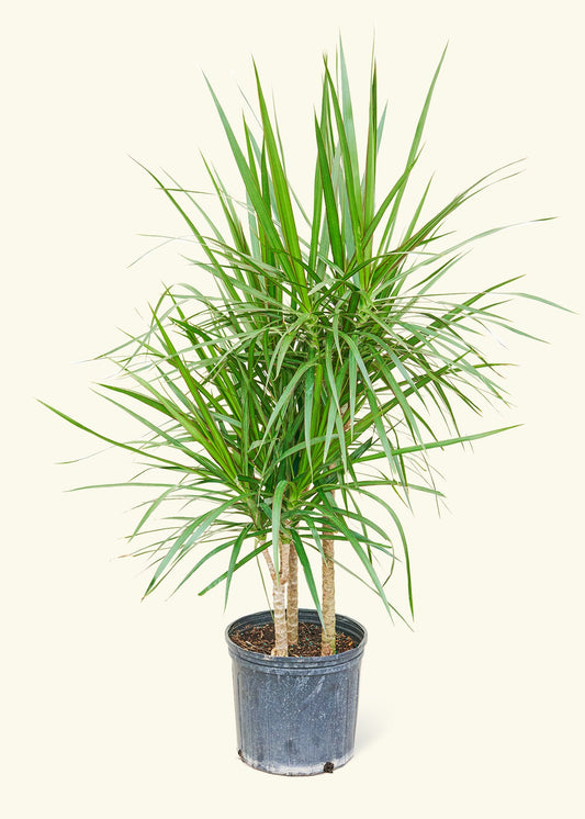 Madagascar Dragon Tree in a 10 inches grow pot