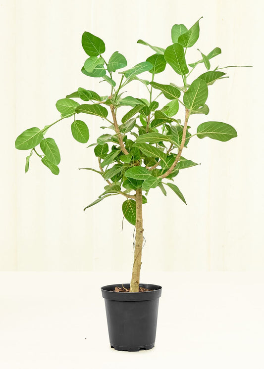 Ficus Audrey in a 10 inches grow pot