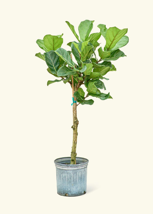 Fiddle Leaf Fig in a 10 inches grow pot