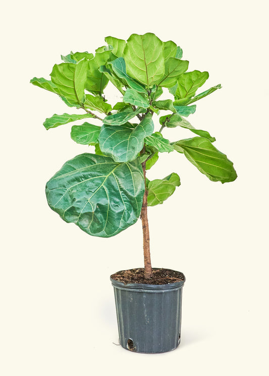 Fiddle Leaf Figin a 10 inches grow pot