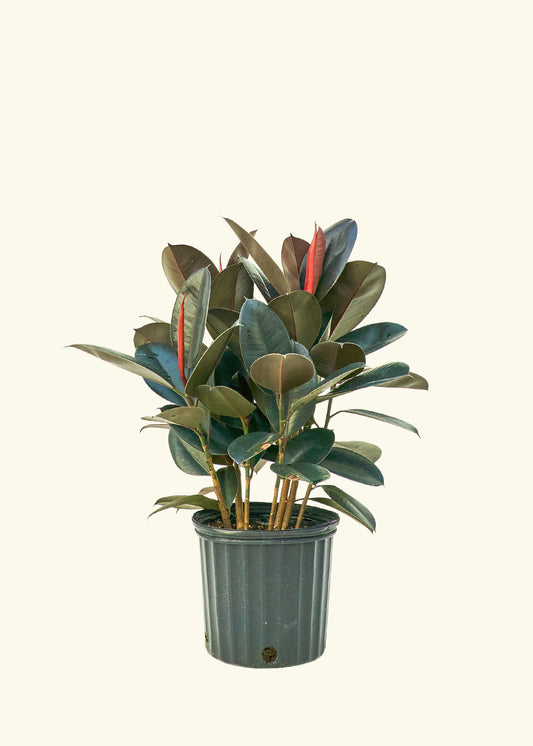 Rubber Tree Burgundy in a 10 inches grow pot