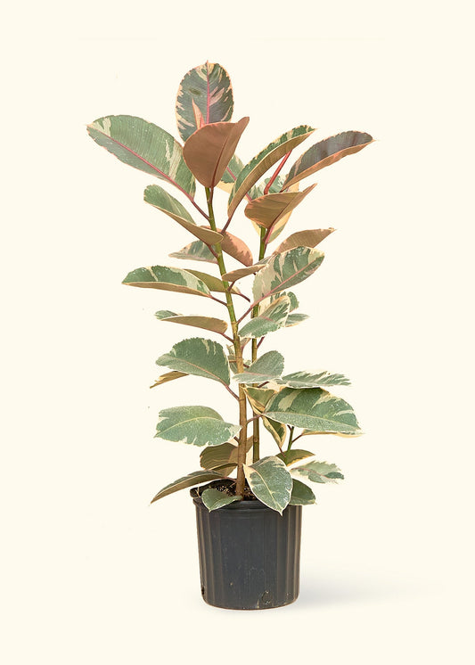 Ruby Rubber Tree in a 10 inches grow pot