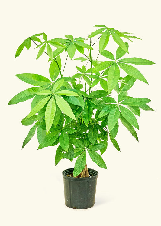 Braided Money Tree in a 10 inches grow pot