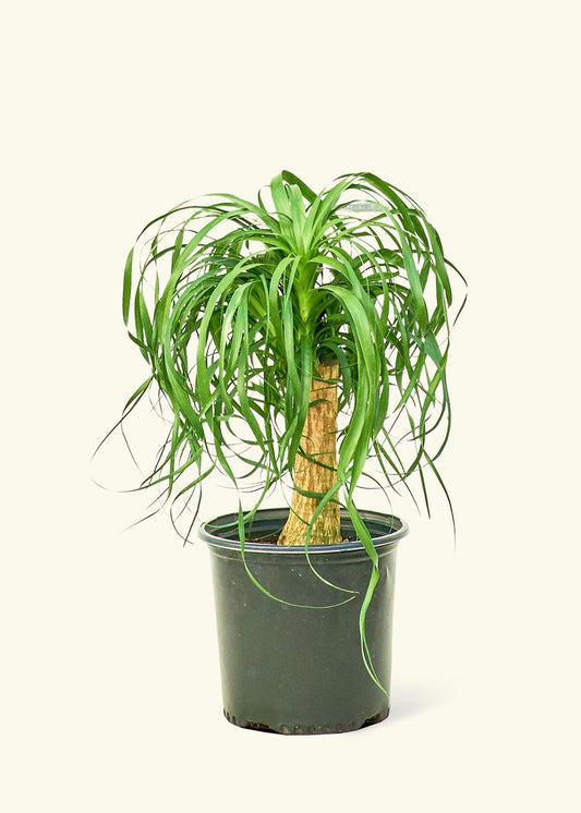 Ponytail Palm in a 10 inches grow pot