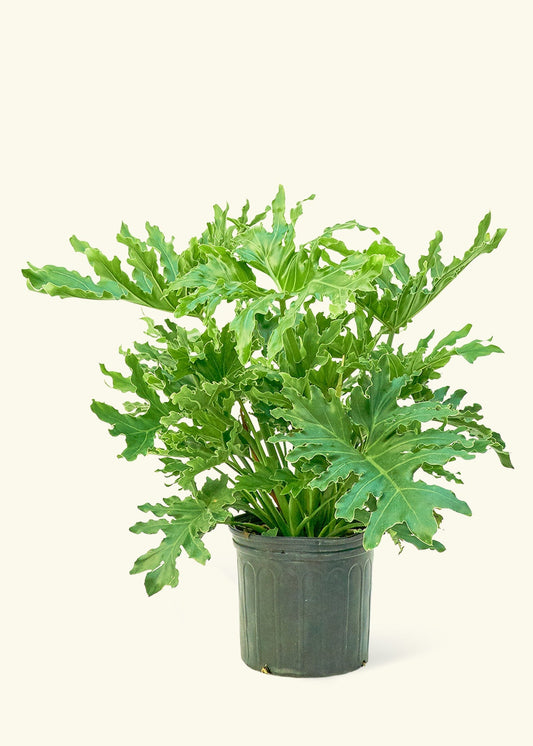 Philodendron Lickety Splitz in a 10 inches grow pot