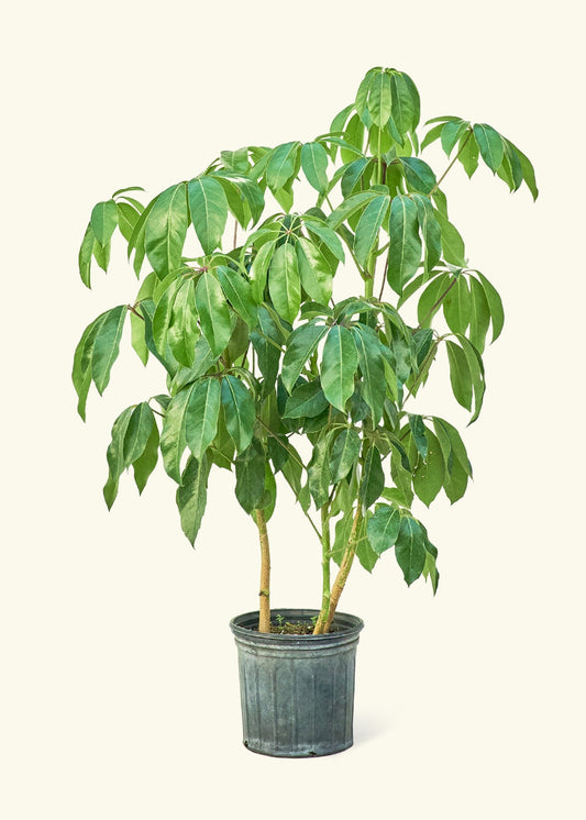 Australian Umbrella Tree in a 10 inches grow pot