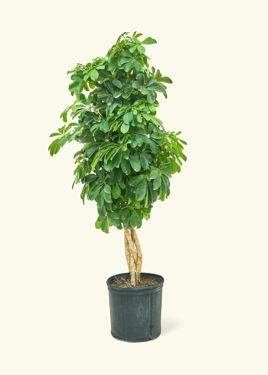 Dwarf Umbrella Tree in a 10 inches grow pot
