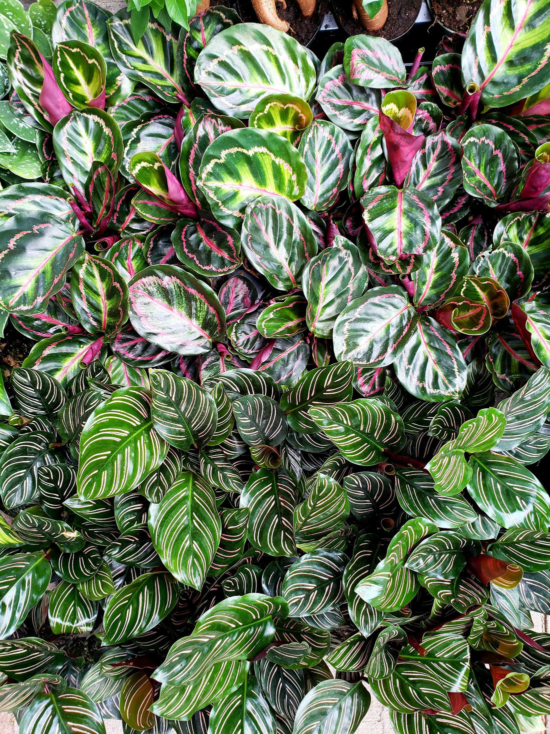 An assortment of calatheas