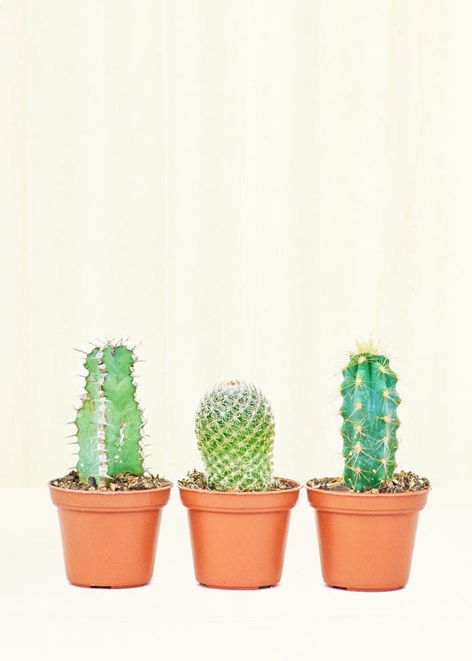 Assorted Bundle Baby Cactus Box