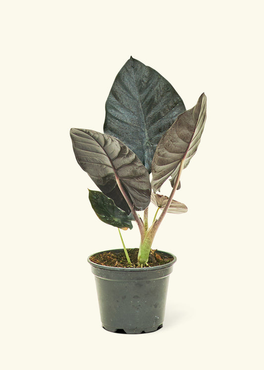 Alocasia Black Panther in a 4 inches grow pot