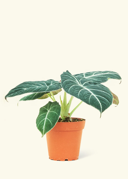 Alocasia Black Velvet in a 4 inches grow pot