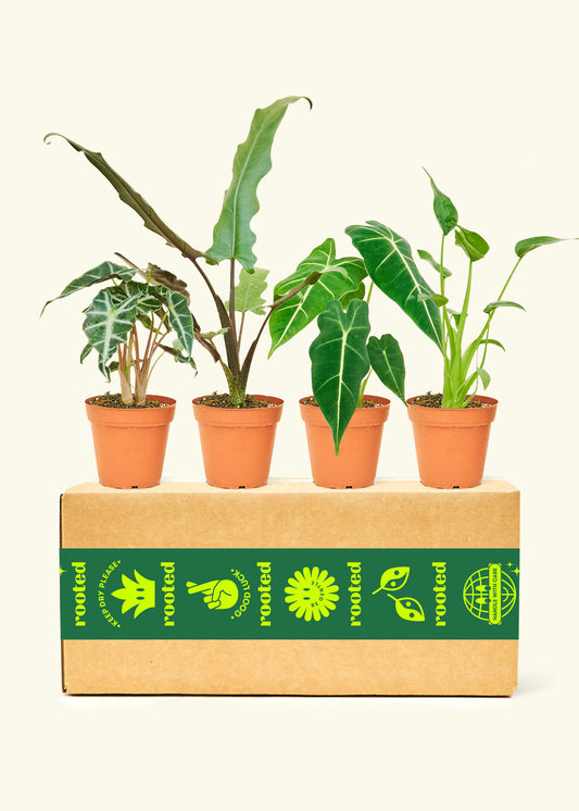 Assorted Alocasia Box in a 4 inches grow pot