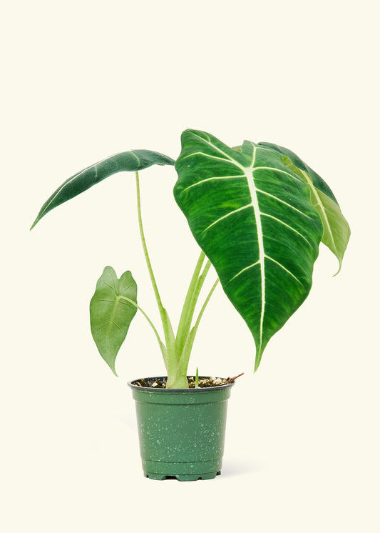 Alocasia Frydek in a 4 inches grow pot