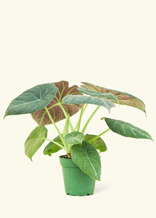 Alocasia Maharani in a 4 inches grow pot
