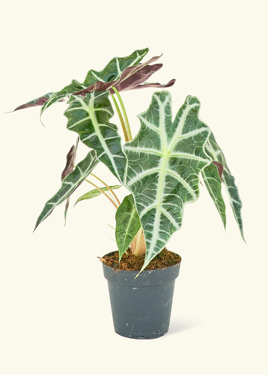 Alocasia Polly in a 4 inches grow pot