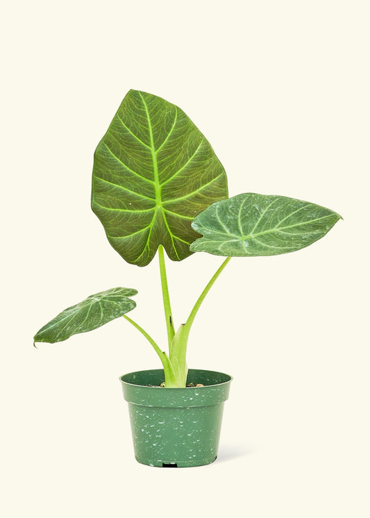 Alocasia Regal Shields in a 4 inches grow pot