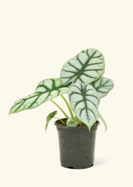 Alocasia Silver Dragon in a 4 inches grow pot