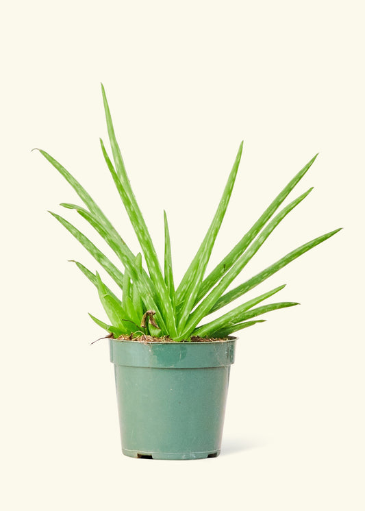 Aloe Vera in a 4 inches grow pot
