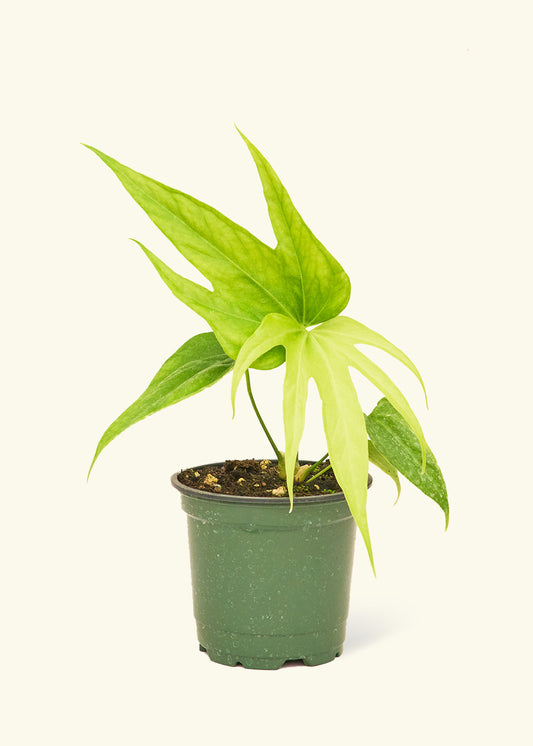 Anthurium Fingers in a 4 inches grow pot