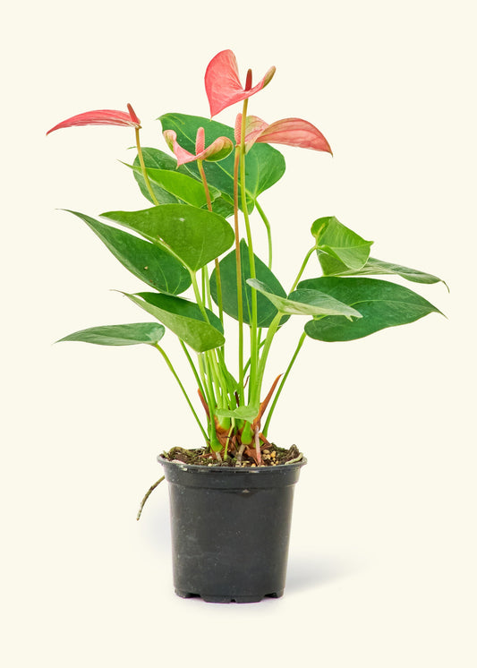 Anthurium Pink Flamingo in a 4 inches grow pot