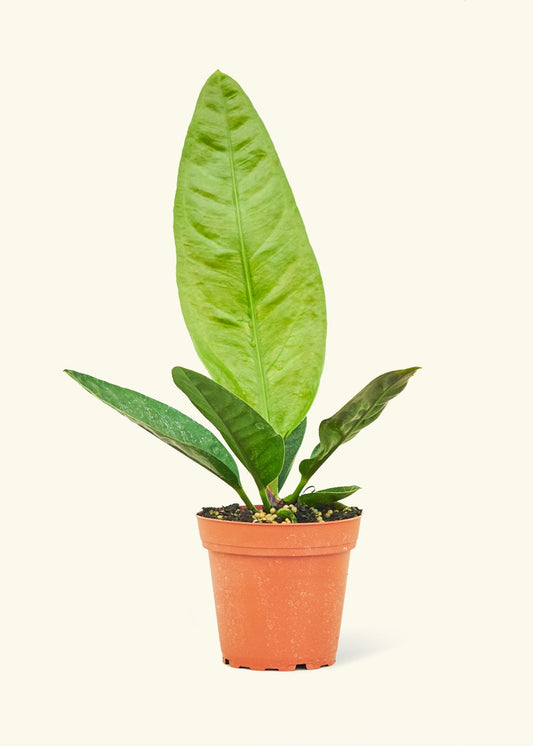 Bird's Nest Anthurium in a 4 inches grow pot