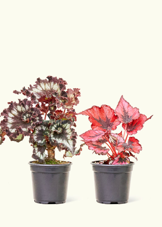 Assorted Begonia Rex Box in a 4 inches grow pot
