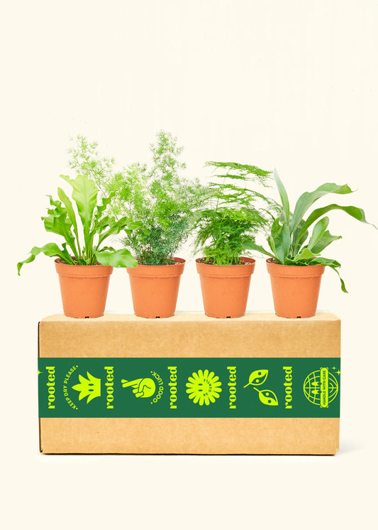 Assorted Fern Box in a 4 inches grow pot