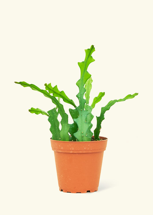  Fishbone Cactus in a 4 inches grow pot