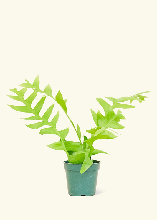 Sharktooth Fern in a 4 inches grow pot