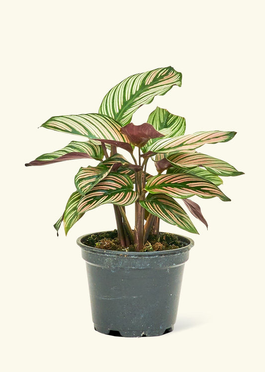 Calathea White Star in a 4 inches grow pot