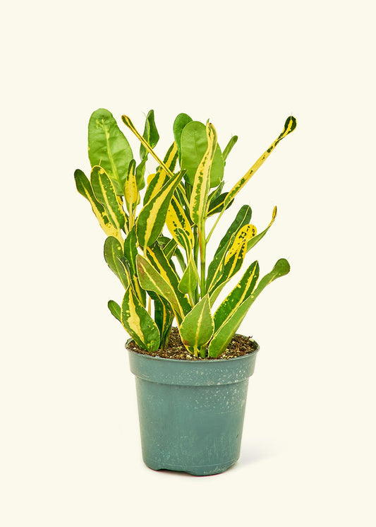 Croton Banana in a 4 inches grow pot