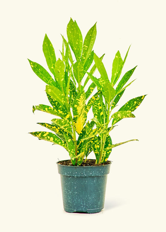 Gold Dust Croton in a 4 inches grow pot