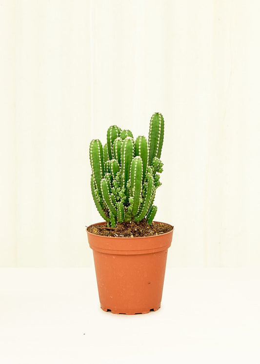 Fairy Castle Cactus in a 4 inches grow pot