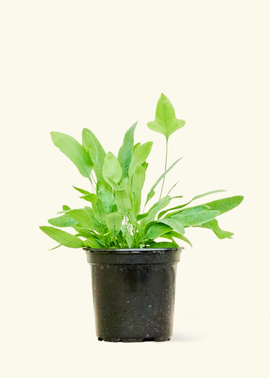 Blue Star Fern in a 4 inches grow pot