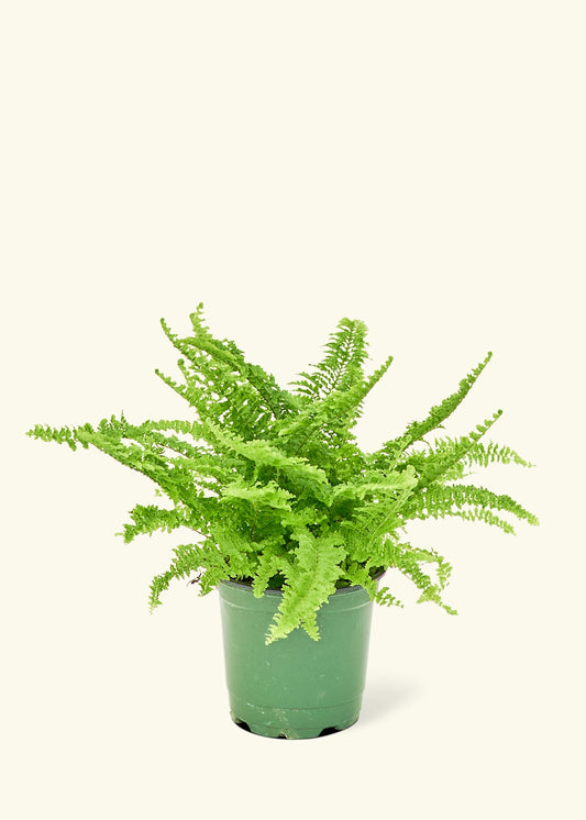 Boston Fern in a 4 inches grow pot