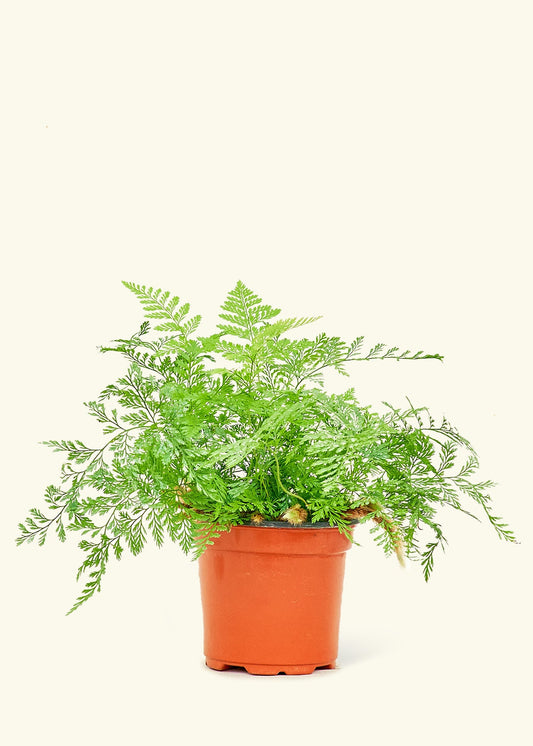Rabbit Foot Fern in a 4 inches grow pot