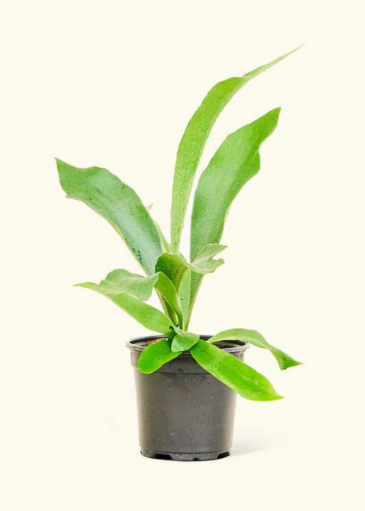 Staghorn Fern in a 4 inches grow pot