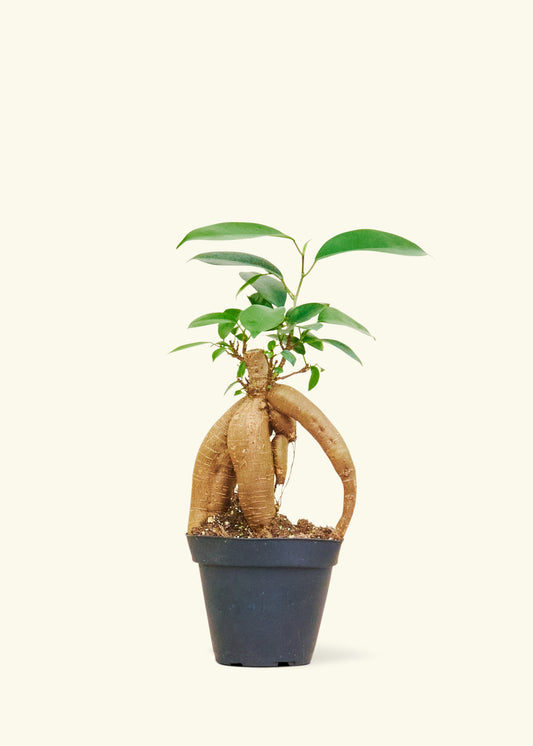 Small Ficus Ginseng in a 4 inches grow pot