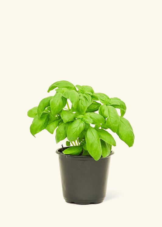 Basil in a 4 inches grow pot