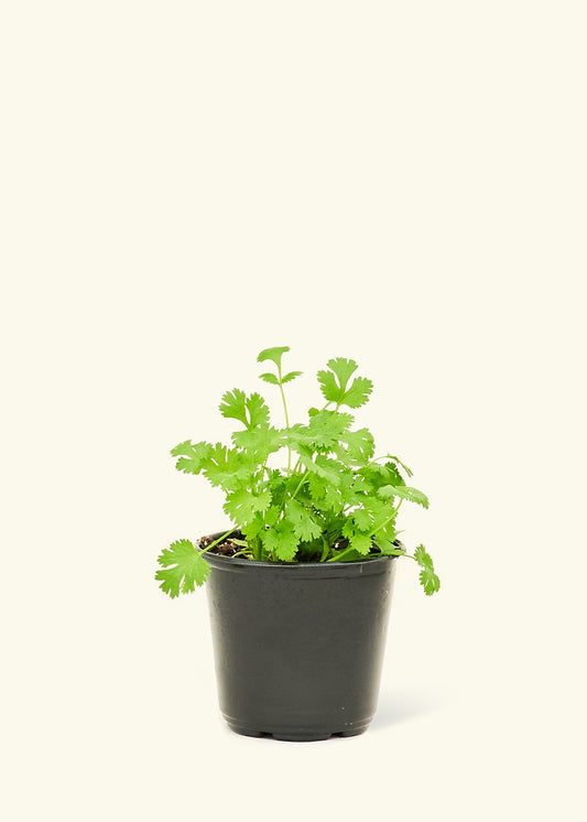 Cilantro in a 4 inches pot