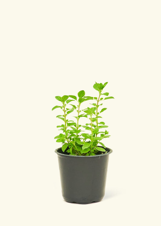Oregano in a 4 inches pot
