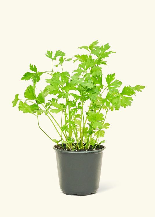 Parsley in a 4 inches pot.