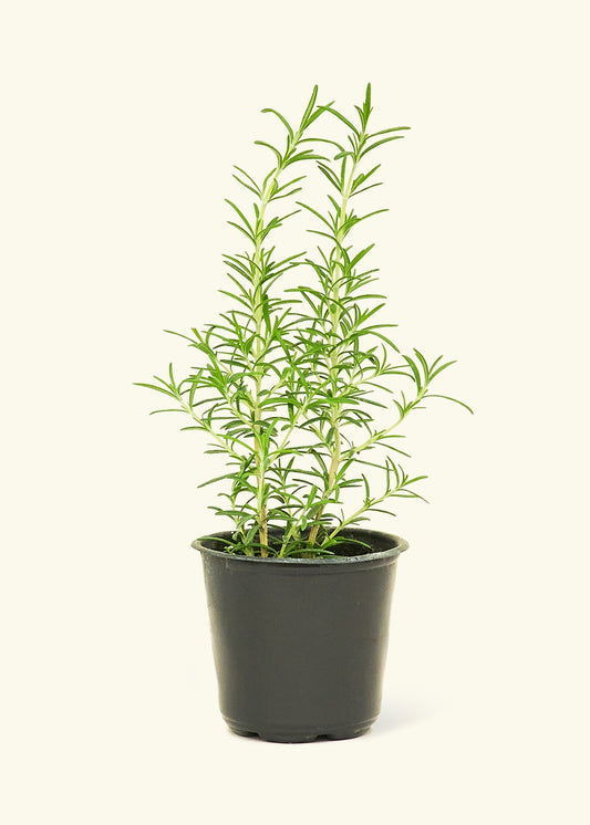 Rosemary in a 4 inches pot