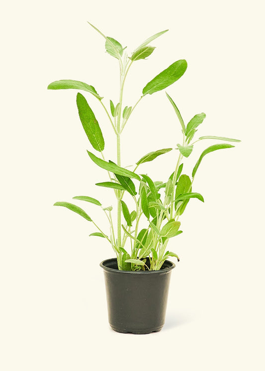 Sage in a 4 inches pot