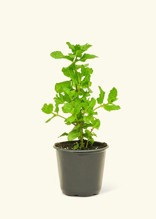 Mint 4 pack Plant Rooted 