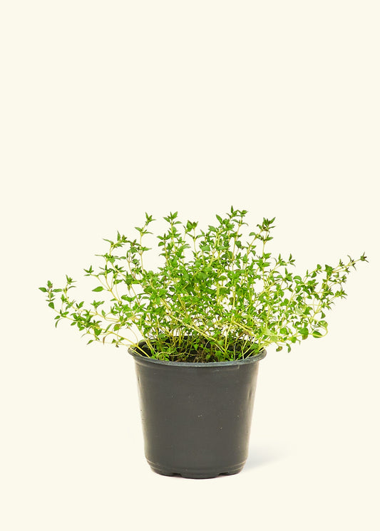 Thyme in a 4 inches pot